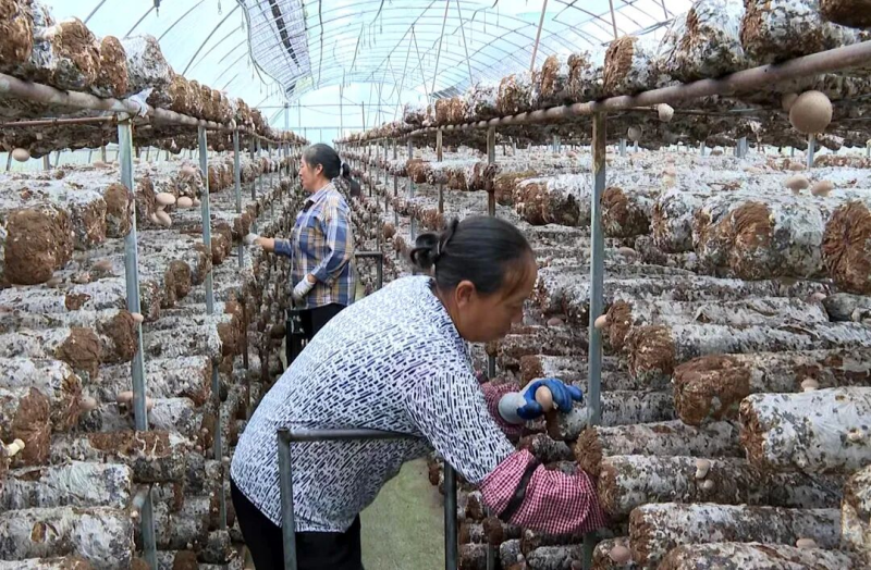  洛龙镇五一村：食用菌采收忙 