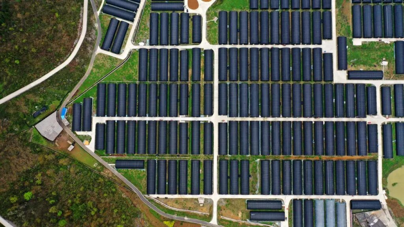  道真：“三链”融合推动食用菌产业高质量发展 