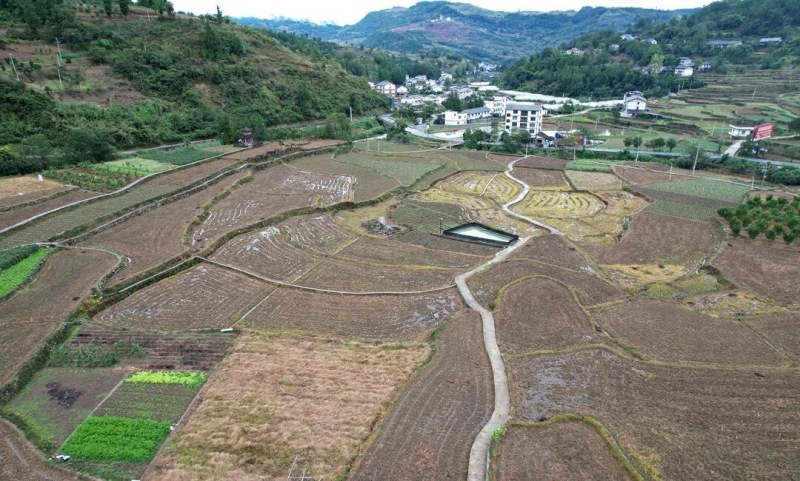  道真：今年计划播种油菜10.6万亩 