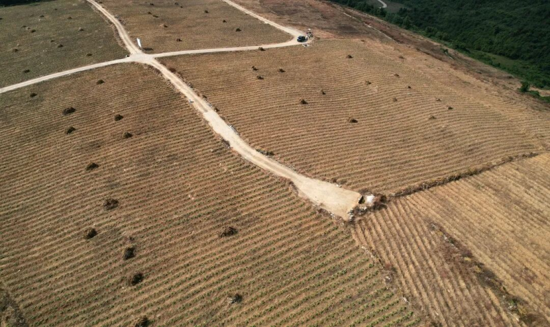  桃源乡：烟菜轮作不断档 