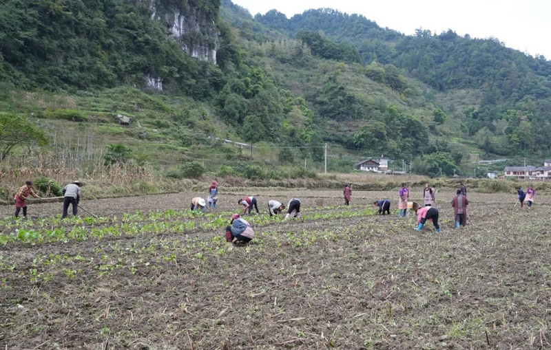  大磏镇7400余亩油菜全面移栽 