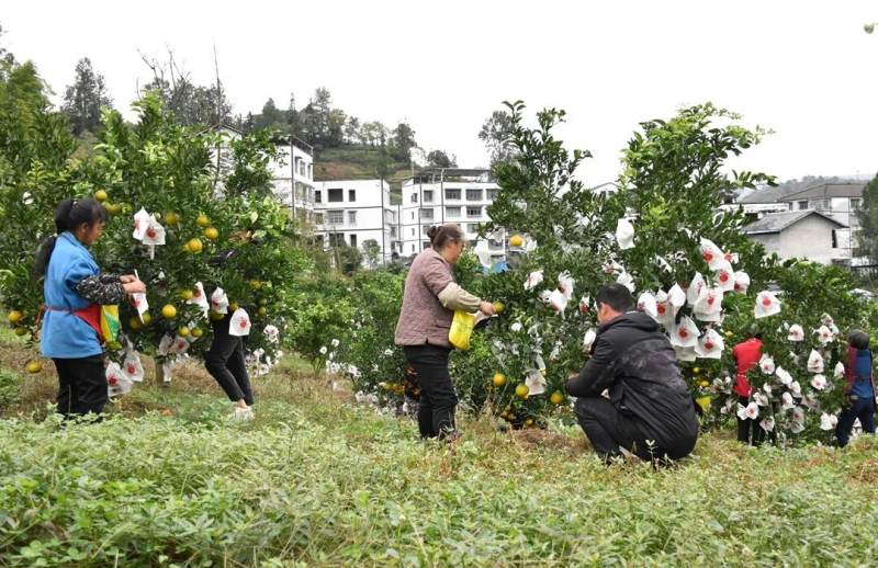  道真：东西部协作共建园硕果累累 